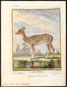 Cervus axis - 1700-1880 - Print - Iconographia Zoologica - Special Collections University of Amsterdam - UBA01 IZ21500332