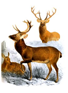 Cervus duvauceli Smit