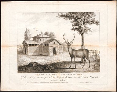 Cervus elaphus - 1700-1880 - Print - Iconographia Zoologica - Special Collections University of Amsterdam - UBA01 IZ21500244