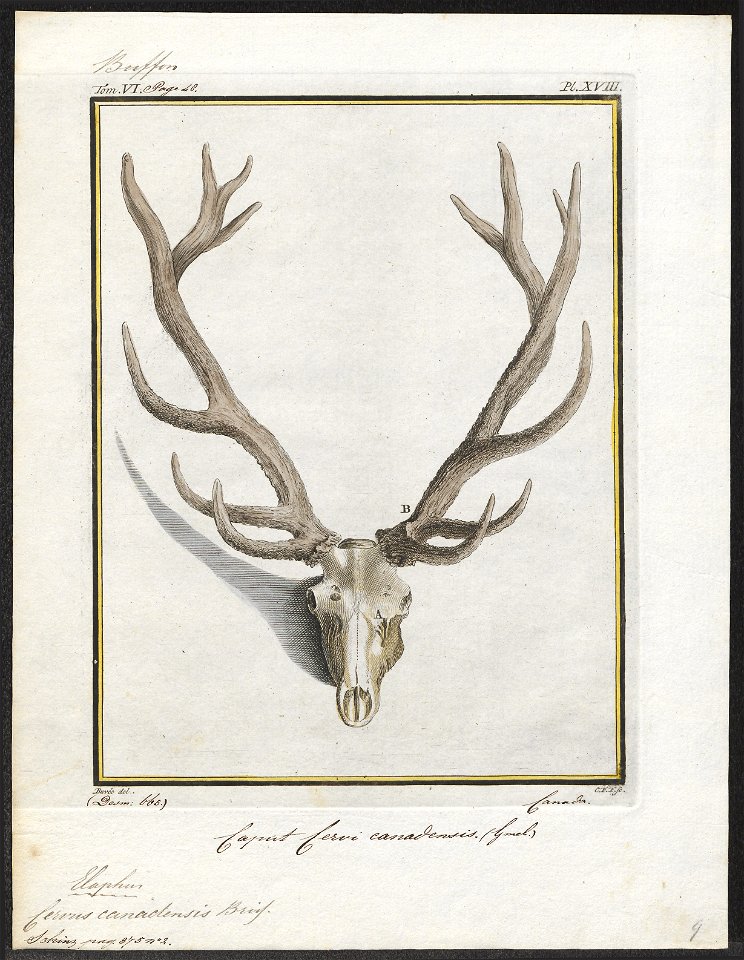 Cervus canadensis - schedel - 1700-1880 - Print - Iconographia Zoologica - Special Collections University of Amsterdam - UBA01 IZ21500314