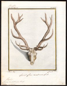 Cervus canadensis - schedel - 1700-1880 - Print - Iconographia Zoologica - Special Collections University of Amsterdam - UBA01 IZ21500314
