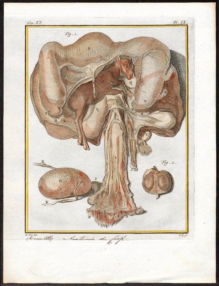 Cervus elaphus - anatomie - 1700-1880 - Print - Iconographia Zoologica - Special Collections University of Amsterdam - UBA01 IZ21500304