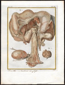 Cervus elaphus - anatomie - 1700-1880 - Print - Iconographia Zoologica - Special Collections University of Amsterdam - UBA01 IZ21500304