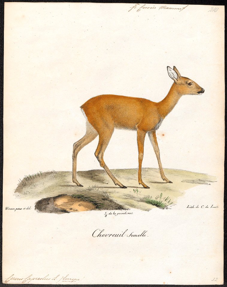 Cervus capreolus - 1818-1842 - Print - Iconographia Zoologica - Special Collections University of Amsterdam - UBA01 IZ21500013