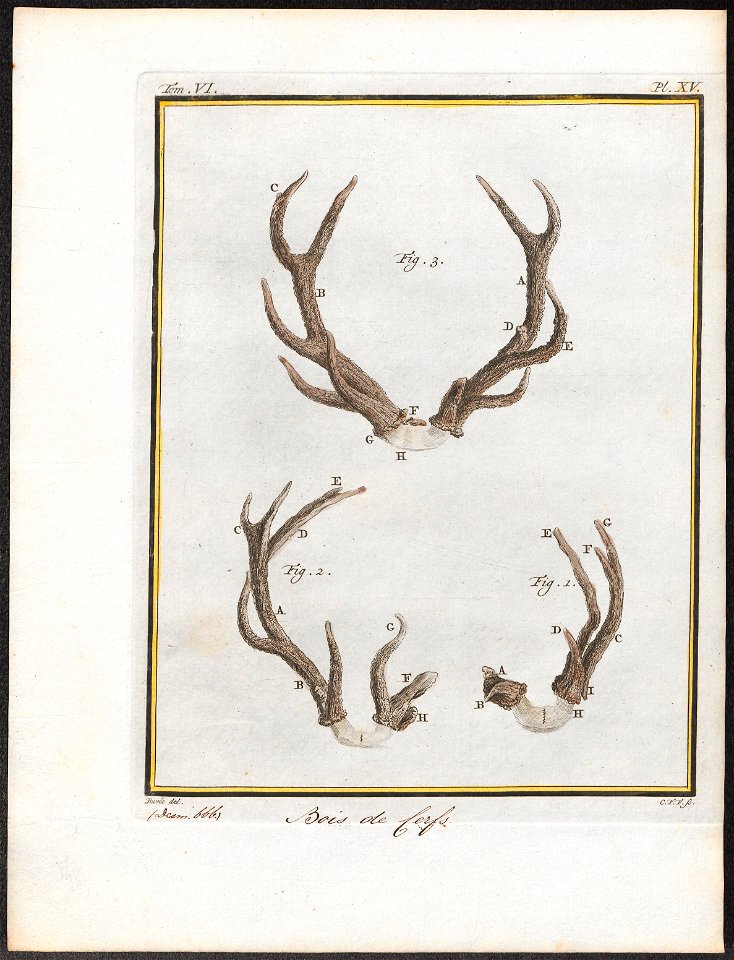 Cervus elaphus - gewei - 1700-1880 - Print - Iconographia Zoologica - Special Collections University of Amsterdam - UBA01 IZ21500292
