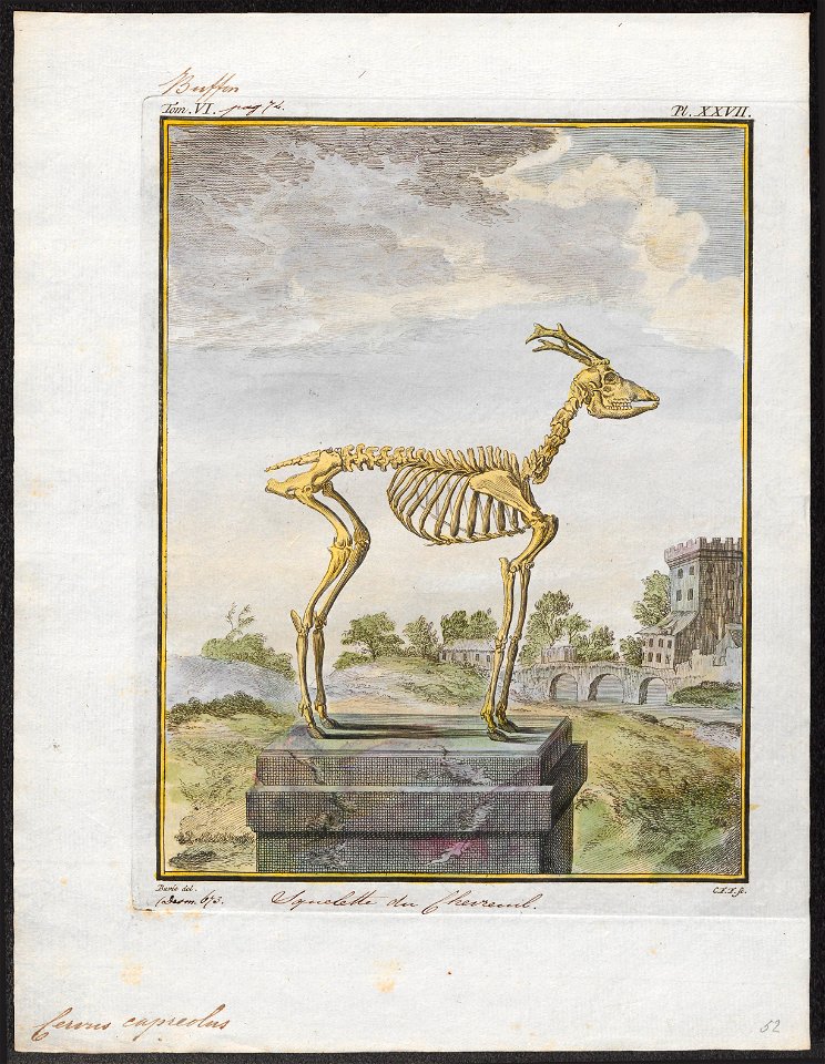 Cervus capreolus - skelet - 1700-1880 - Print - Iconographia Zoologica - Special Collections University of Amsterdam - UBA01 IZ21500023