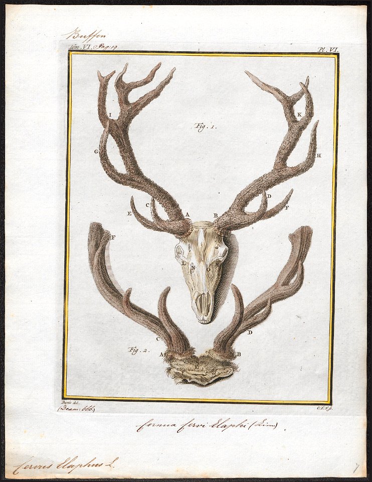 Cervus elaphus - schedel met gewei - 1700-1880 - Print - Iconographia Zoologica - Special Collections University of Amsterdam - UBA01 IZ21500284