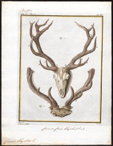 Cervus elaphus - schedel met gewei - 1700-1880 - Print - Iconographia Zoologica - Special Collections University of Amsterdam - UBA01 IZ21500284