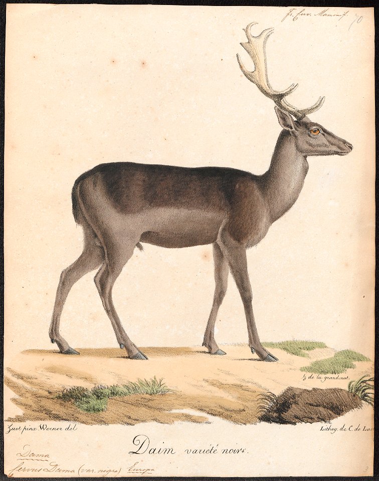 Cervus dama (var. nigra) - 1818-1842 - Print - Iconographia Zoologica - Special Collections University of Amsterdam - UBA01 IZ21500148