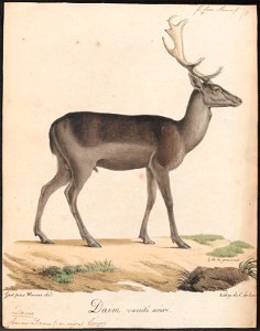 Cervus dama (var. nigra) - 1818-1842 - Print - Iconographia Zoologica - Special Collections University of Amsterdam - UBA01 IZ21500148