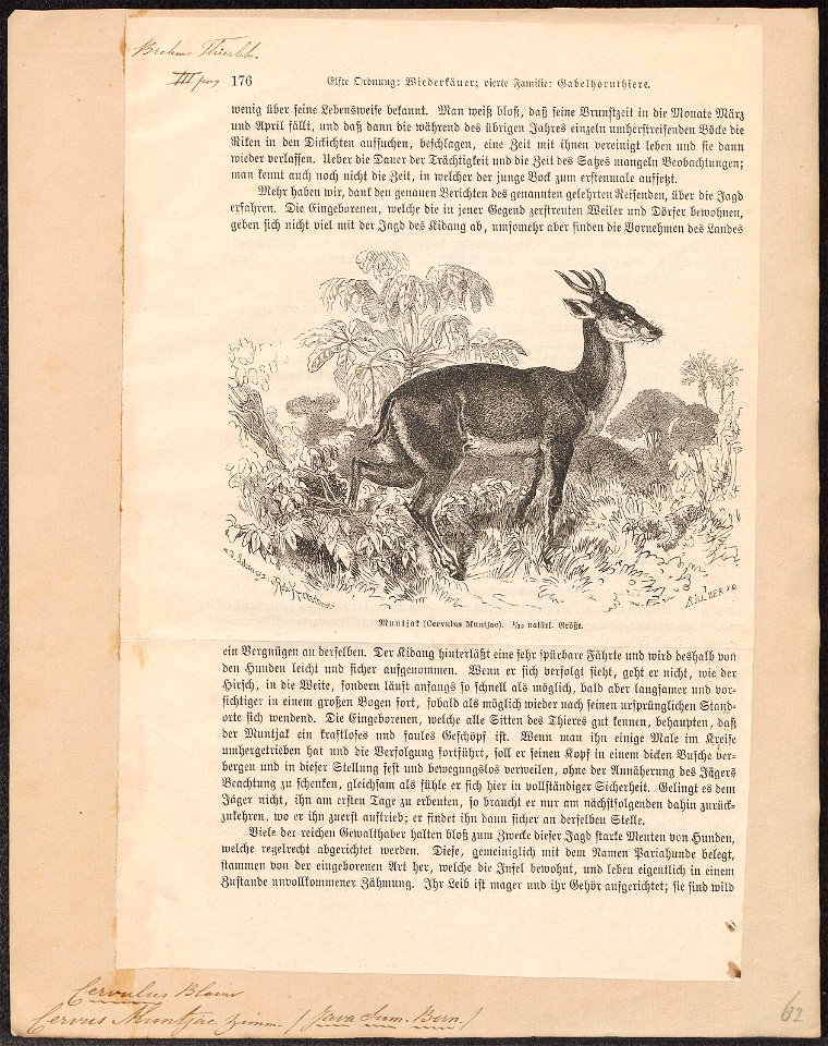 Cervus muntjac - 1700-1880 - Print - Iconographia Zoologica - Special Collections University of Amsterdam - UBA01 IZ21500362