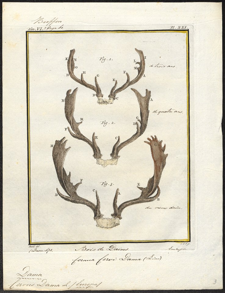 Cervus dama - gewei - 1700-1880 - Print - Iconographia Zoologica - Special Collections University of Amsterdam - UBA01 IZ21500162