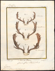 Cervus dama - gewei - 1700-1880 - Print - Iconographia Zoologica - Special Collections University of Amsterdam - UBA01 IZ21500162