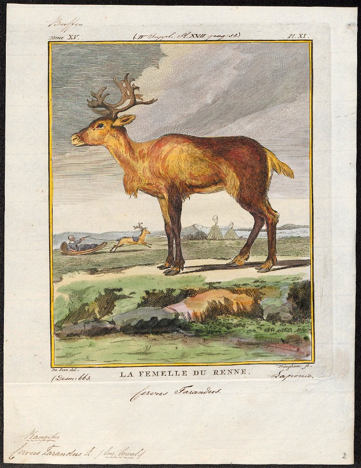 Cervus tarandus - 1700-1880 - Print - Iconographia Zoologica - Special Collections University of Amsterdam - UBA01 IZ21500051