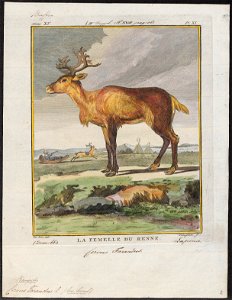 Cervus tarandus - 1700-1880 - Print - Iconographia Zoologica - Special Collections University of Amsterdam - UBA01 IZ21500051