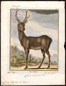 Cervus elaphus - 1700-1880 - Print - Iconographia Zoologica - Special Collections University of Amsterdam - UBA01 IZ21500212