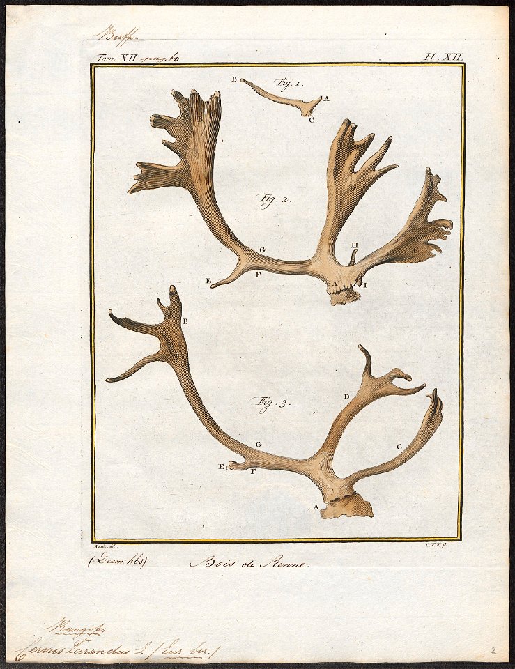 Cervus tarandus - gewei - 1700-1880 - Print - Iconographia Zoologica - Special Collections University of Amsterdam - UBA01 IZ21500065