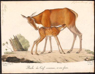 Cervus elaphus - 1818-1842 - Print - Iconographia Zoologica - Special Collections University of Amsterdam - UBA01 IZ21500242
