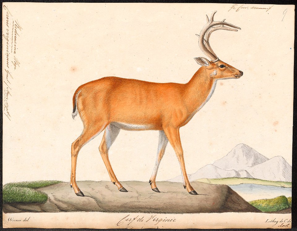 Cervus virginianus - 1818-1842 - Print - Iconographia Zoologica - Special Collections University of Amsterdam - UBA01 IZ21500029