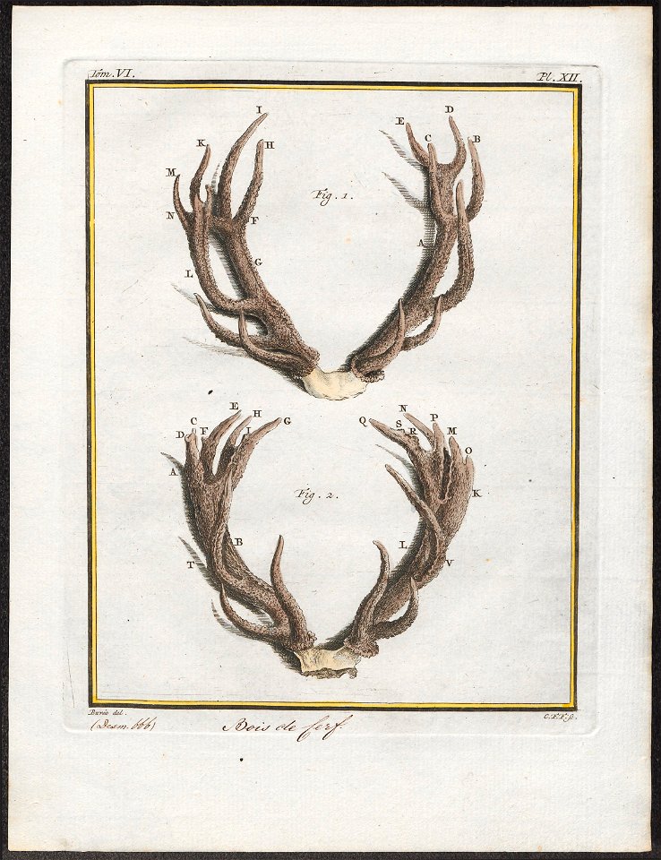 Cervus elaphus - gewei - 1700-1880 - Print - Iconographia Zoologica - Special Collections University of Amsterdam - UBA01 IZ21500286