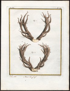 Cervus elaphus - gewei - 1700-1880 - Print - Iconographia Zoologica - Special Collections University of Amsterdam - UBA01 IZ21500286