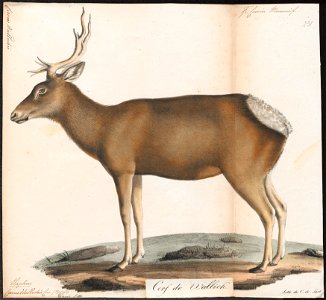 Cervus wallichii - 1818-1842 - Print - Iconographia Zoologica - Special Collections University of Amsterdam - UBA01 IZ21500322