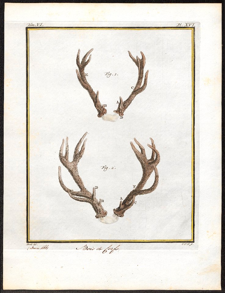Cervus elaphus - gewei - 1700-1880 - Print - Iconographia Zoologica - Special Collections University of Amsterdam - UBA01 IZ21500294