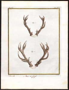 Cervus elaphus - gewei - 1700-1880 - Print - Iconographia Zoologica - Special Collections University of Amsterdam - UBA01 IZ21500294