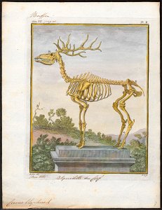 Cervus elaphus - skelet - 1700-1880 - Print - Iconographia Zoologica - Special Collections University of Amsterdam - UBA01 IZ21500298