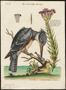 Ceryle alcyon - 1700-1880 - Print - Iconographia Zoologica - Special Collections University of Amsterdam - UBA01 IZ16800263