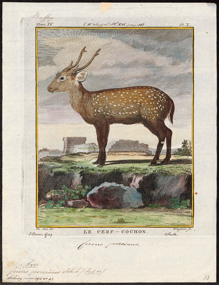 Cervus porcinus - 1700-1880 - Print - Iconographia Zoologica - Special Collections University of Amsterdam - UBA01 IZ21500342