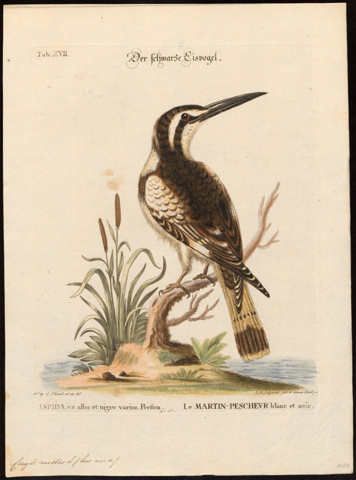 Ceryle rudis - 1700-1880 - Print - Iconographia Zoologica - Special Collections University of Amsterdam - UBA01 IZ16800243