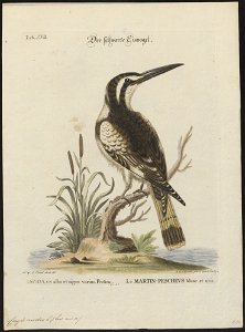 Ceryle rudis - 1700-1880 - Print - Iconographia Zoologica - Special Collections University of Amsterdam - UBA01 IZ16800243