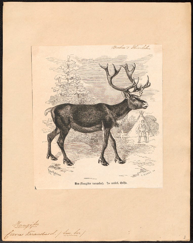 Cervus tarandus - 1700-1880 - Print - Iconographia Zoologica - Special Collections University of Amsterdam - UBA01 IZ21500086
