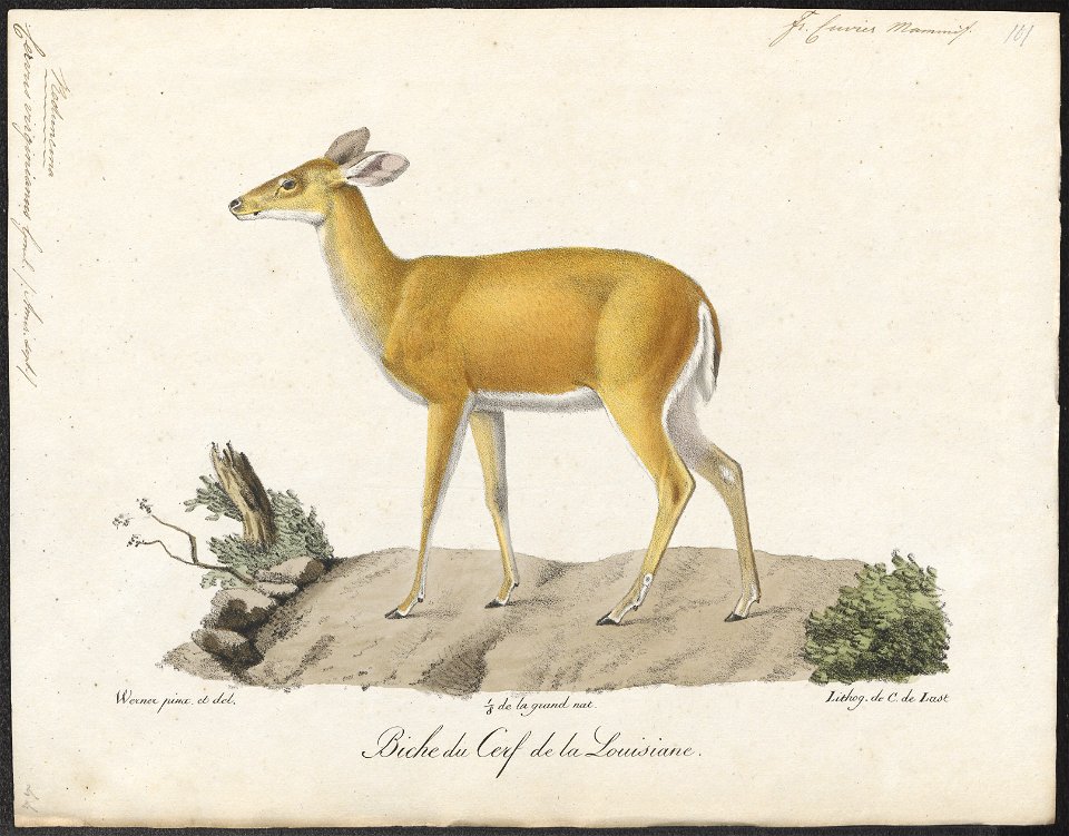 Cervus virginianus - 1818-1842 - Print - Iconographia Zoologica - Special Collections University of Amsterdam - UBA01 IZ21500035