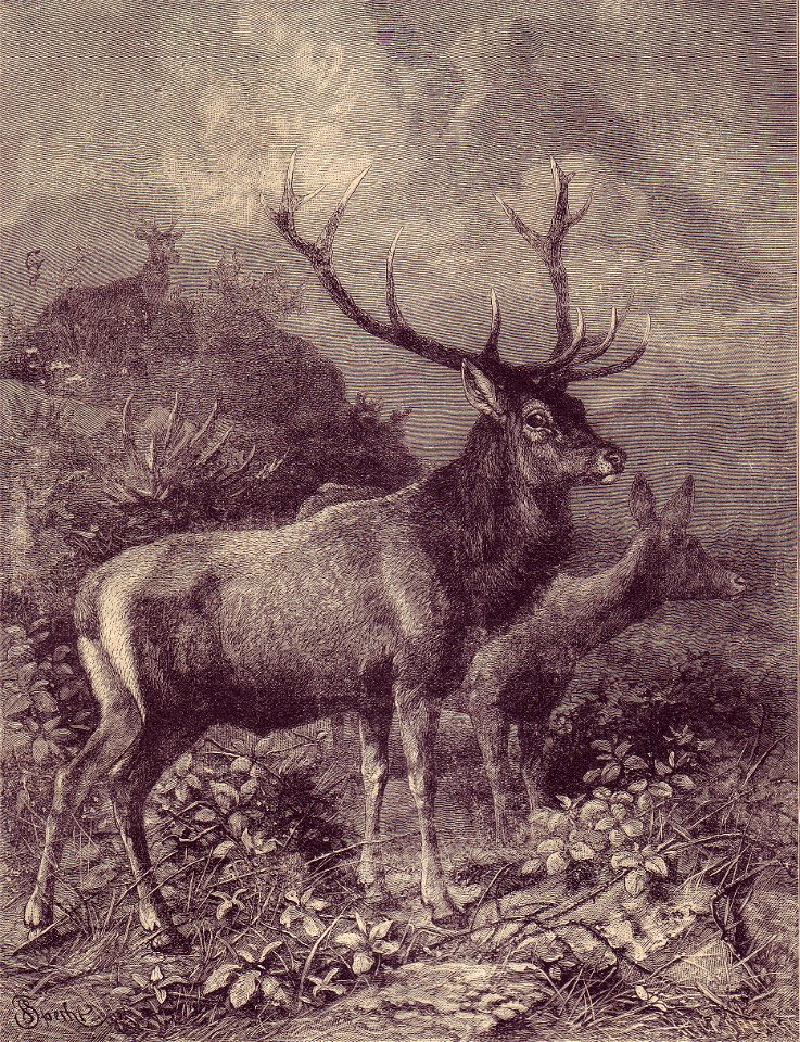 Cervo illustrazione di F. Specht