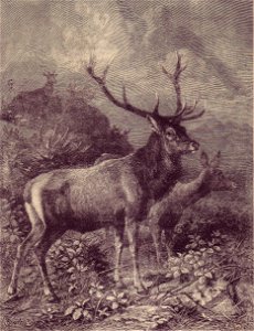 Cervo illustrazione di F. Specht