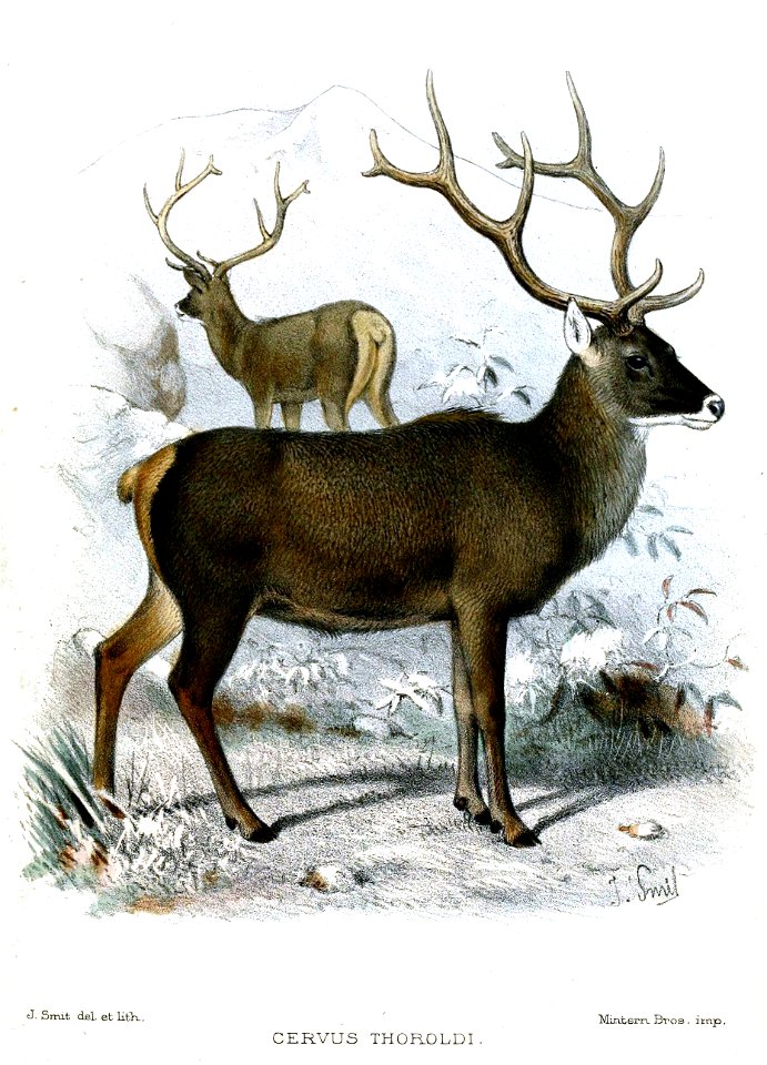 CervusThoroldiSmit