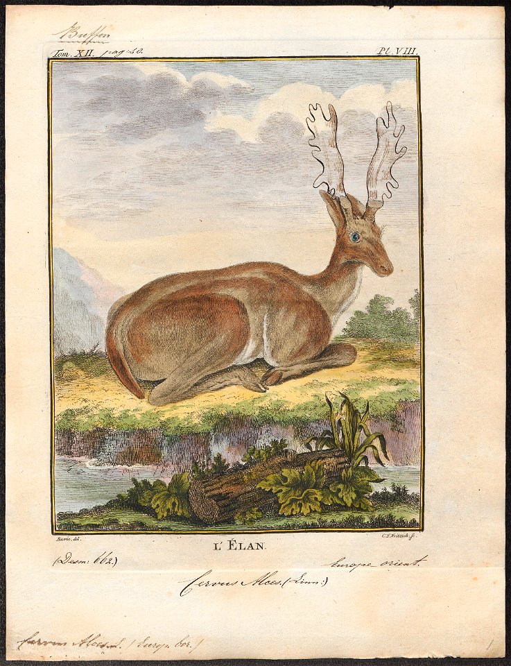 Cervus alces - 1700-1880 - Print - Iconographia Zoologica - Special Collections University of Amsterdam - UBA01 IZ21500096