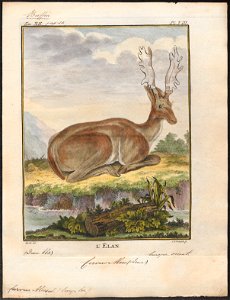 Cervus alces - 1700-1880 - Print - Iconographia Zoologica - Special Collections University of Amsterdam - UBA01 IZ21500096