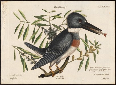 Ceryle alcyon - 1700-1880 - Print - Iconographia Zoologica - Special Collections University of Amsterdam - UBA01 IZ16800265