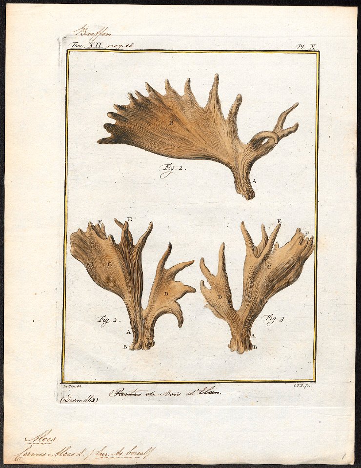 Cervus alces - gewei - 1700-1880 - Print - Iconographia Zoologica - Special Collections University of Amsterdam - UBA01 IZ21500120