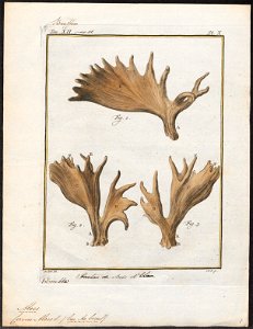 Cervus alces - gewei - 1700-1880 - Print - Iconographia Zoologica - Special Collections University of Amsterdam - UBA01 IZ21500120