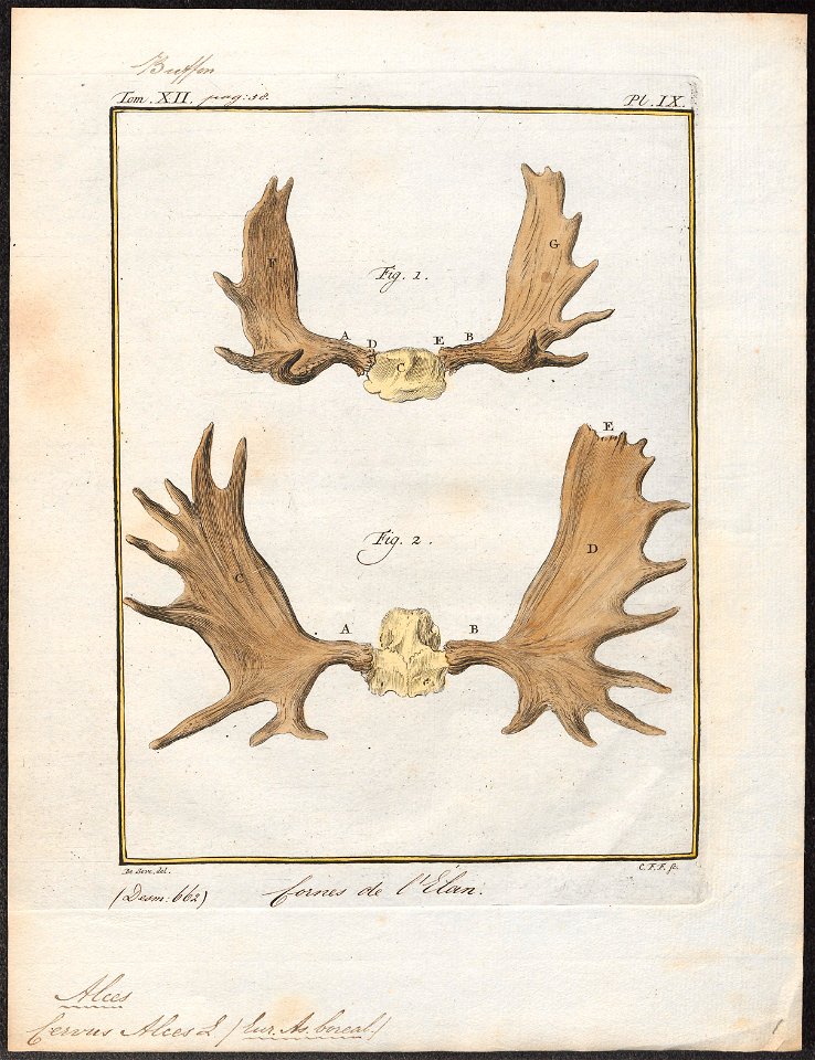 Cervus alces - gewei - 1700-1880 - Print - Iconographia Zoologica - Special Collections University of Amsterdam - UBA01 IZ21500118