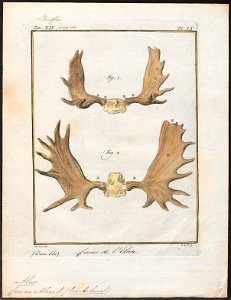 Cervus alces - gewei - 1700-1880 - Print - Iconographia Zoologica - Special Collections University of Amsterdam - UBA01 IZ21500118