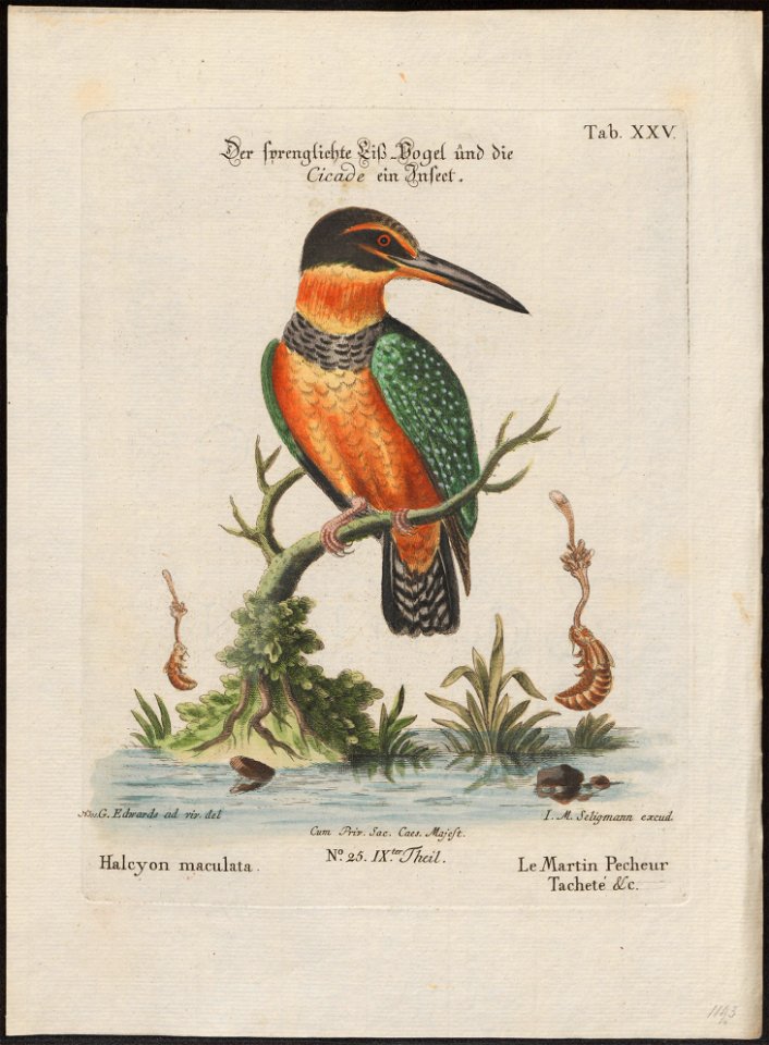Ceryle superciliosa - 1700-1880 - Print - Iconographia Zoologica - Special Collections University of Amsterdam - UBA01 IZ16800283