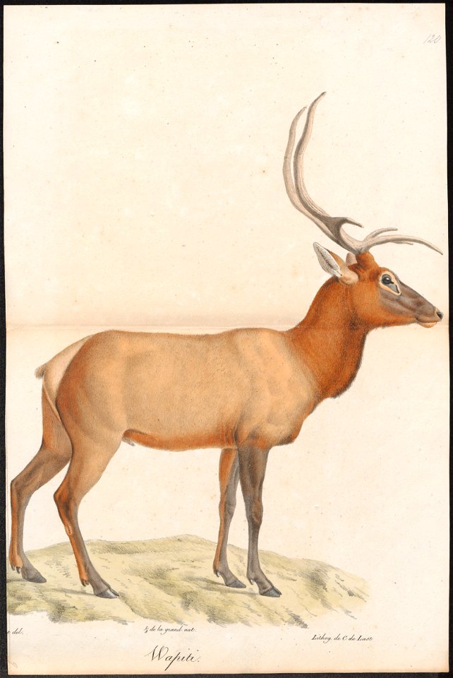 Cervus canadensis - 1818-1842 - Print - Iconographia Zoologica - Special Collections University of Amsterdam - UBA01 IZ21500308