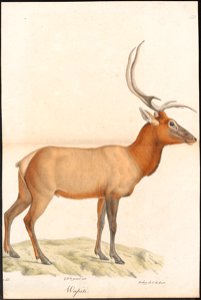 Cervus canadensis - 1818-1842 - Print - Iconographia Zoologica - Special Collections University of Amsterdam - UBA01 IZ21500308