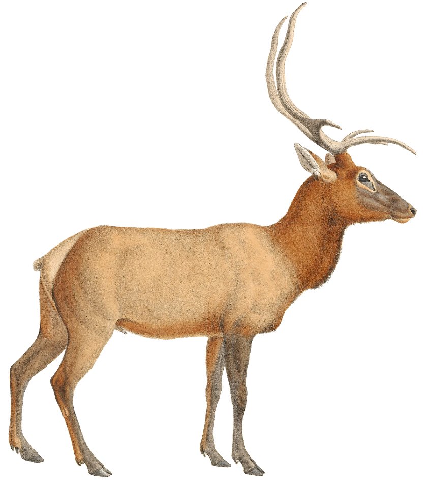 Cervus canadensis - 1818-1842 - Print - Iconographia Zoologica - Special Collections University of Amsterdam - (white background)