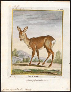 Cervus capreolus - 1700-1880 - Print - Iconographia Zoologica - Special Collections University of Amsterdam - UBA01 IZ21500017